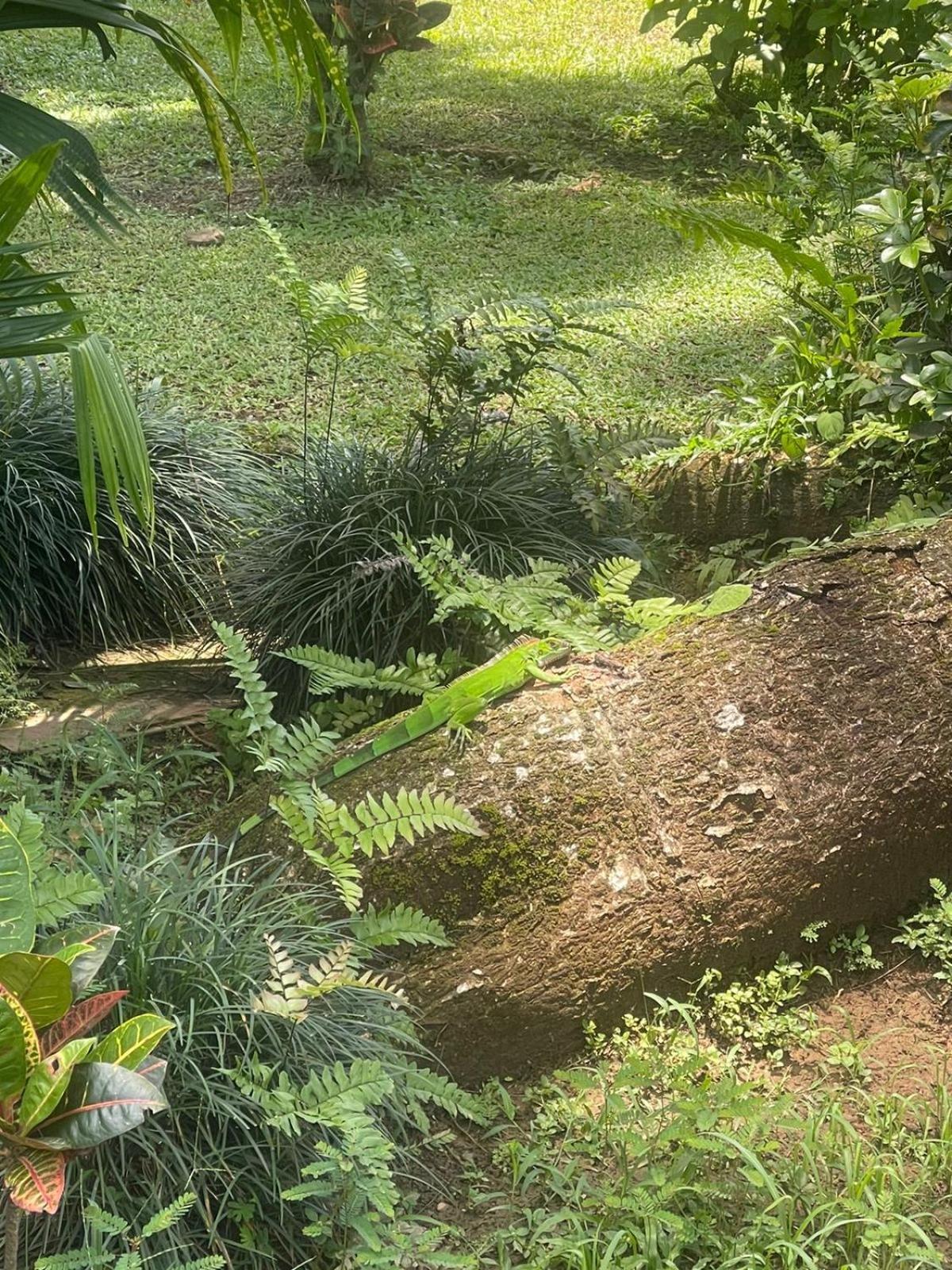 La Foresta Nature Resort Quepos Buitenkant foto