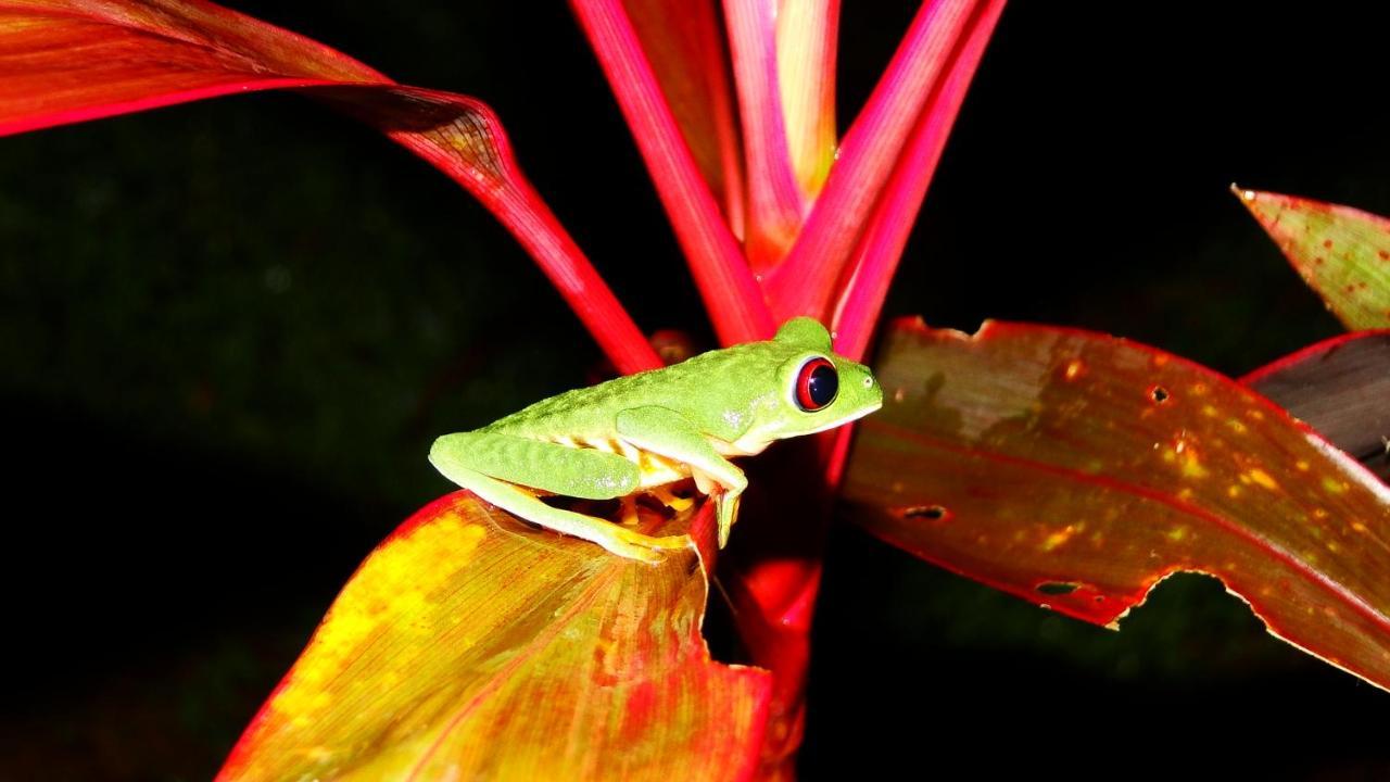 La Foresta Nature Resort Quepos Buitenkant foto