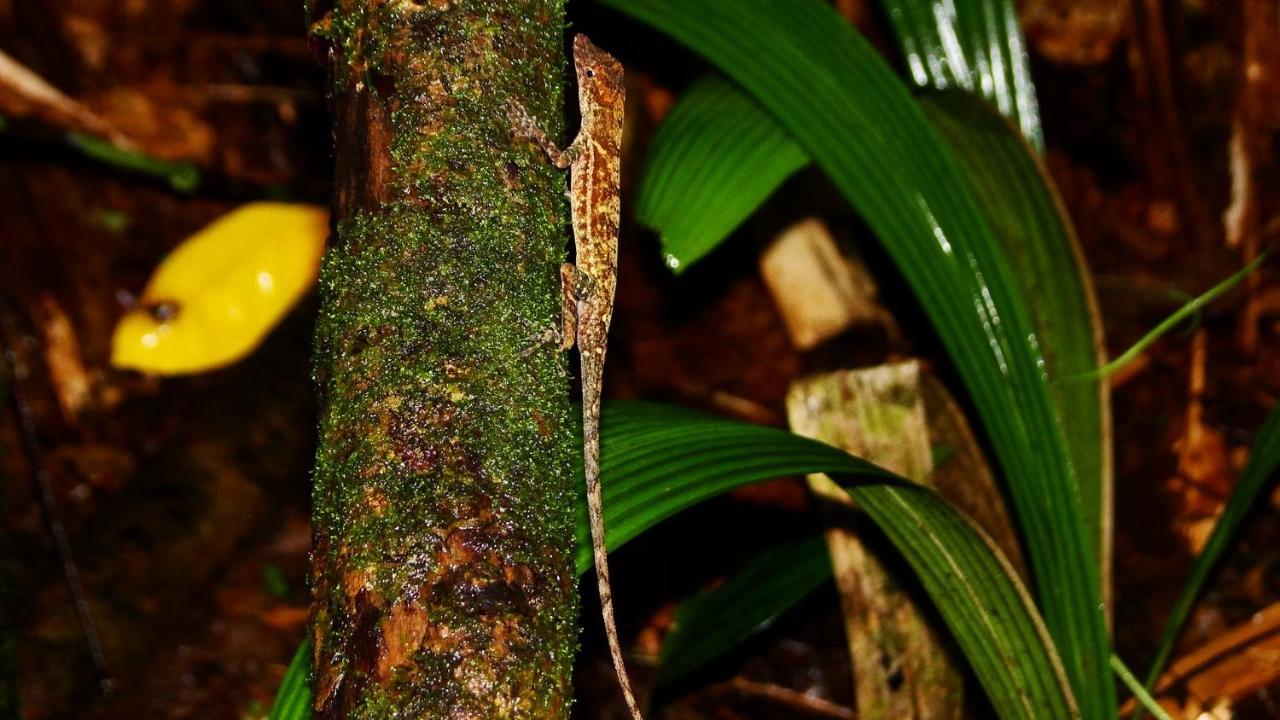 La Foresta Nature Resort Quepos Buitenkant foto