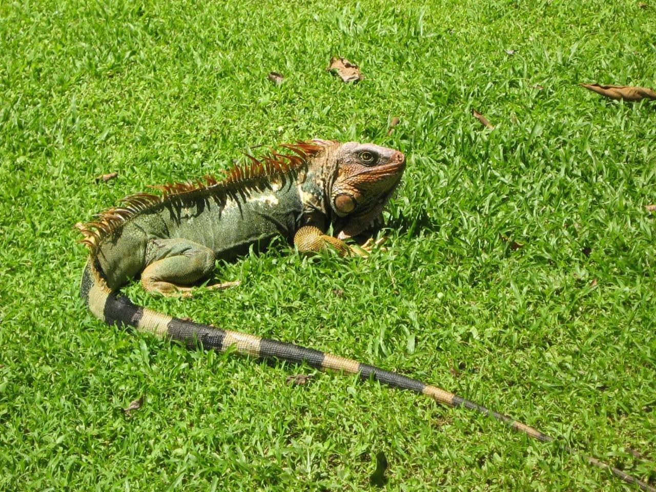 La Foresta Nature Resort Quepos Buitenkant foto